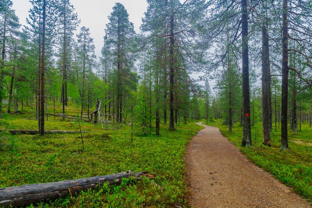 Trail, Pyhä-Luosto National Park, Finland