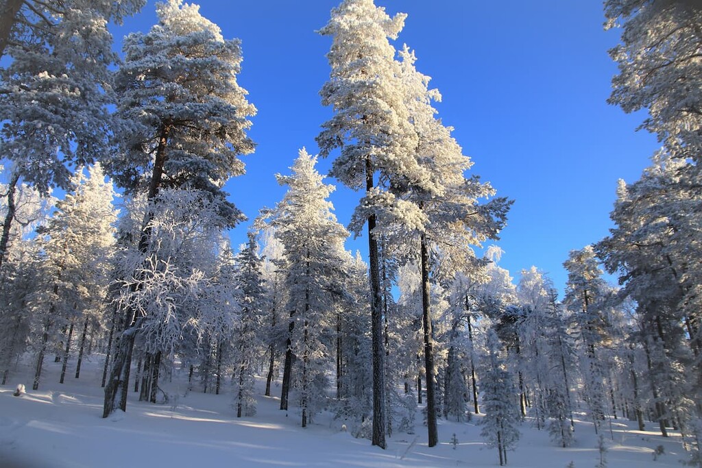 Pyhä-Luosto National Park