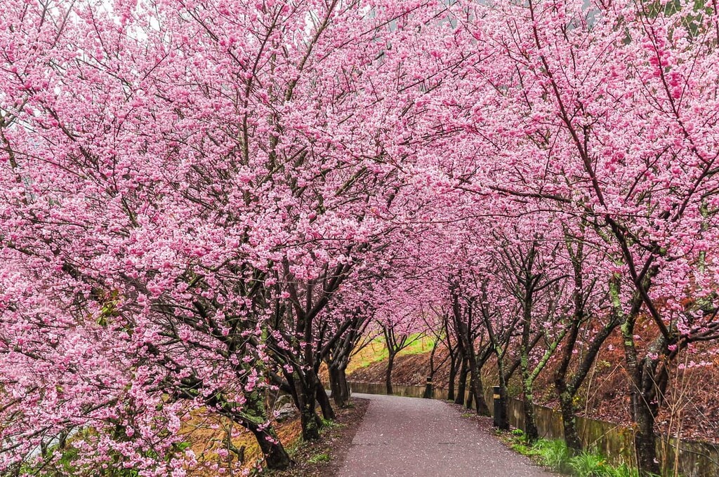 Cherry blossoms. Qilan Wildlife Reserve, Taiwan