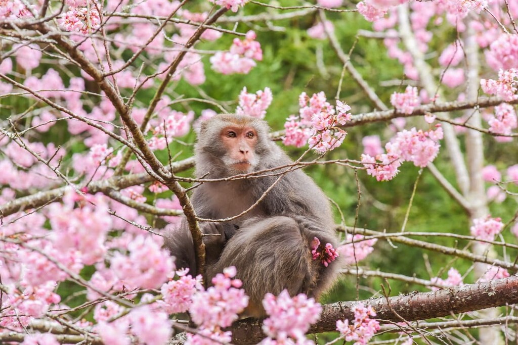 Formosan macaques. Qilan Wildlife Reserve, Taiwan