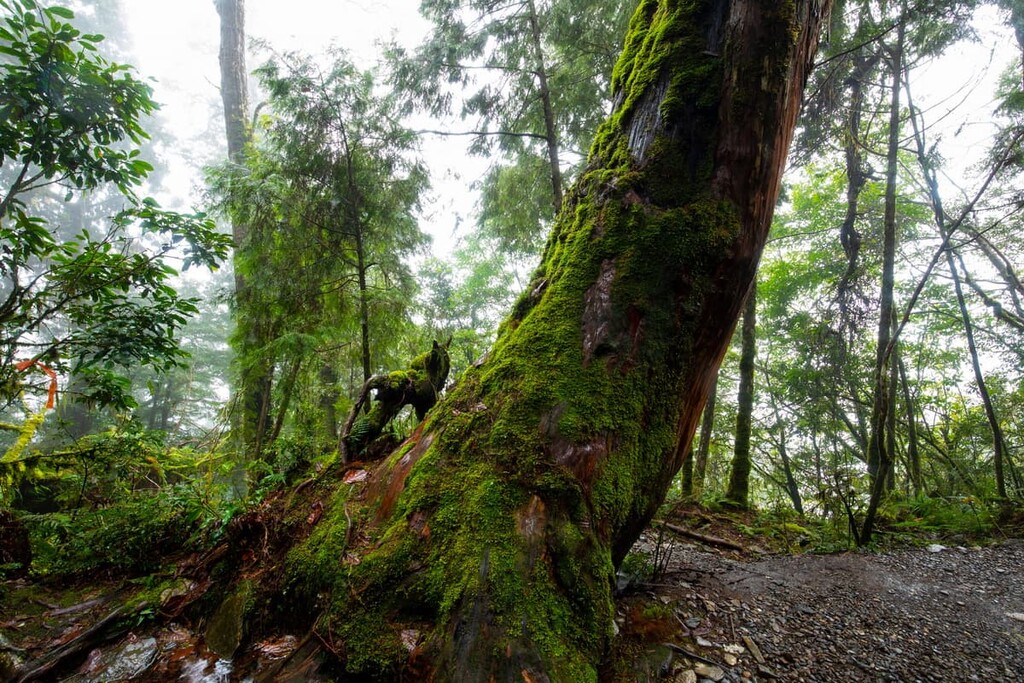 Qilan Wildlife Reserve, Taiwan