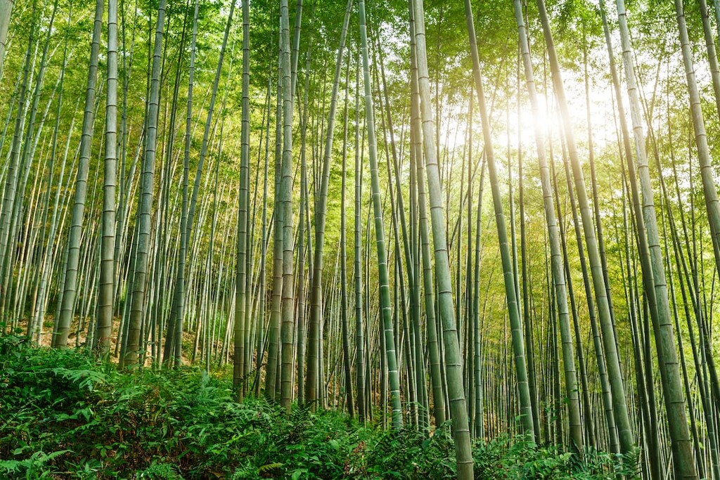 Arrow Bamboo Forest Trail (箭竹林步道), Qixingshan Special Scenic Area, Taiwan
