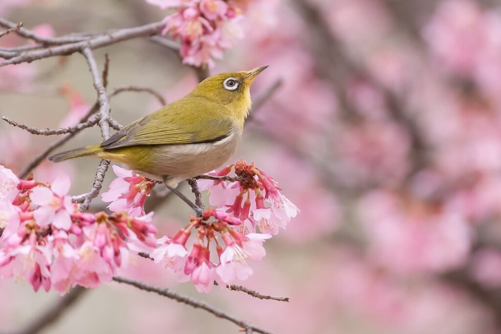 Japanese white-eye, Qixingshan Special Scenic Area, Taiwan