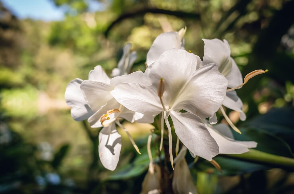 ginger flowers, Qixingshan Special Scenic Area, Taiwan