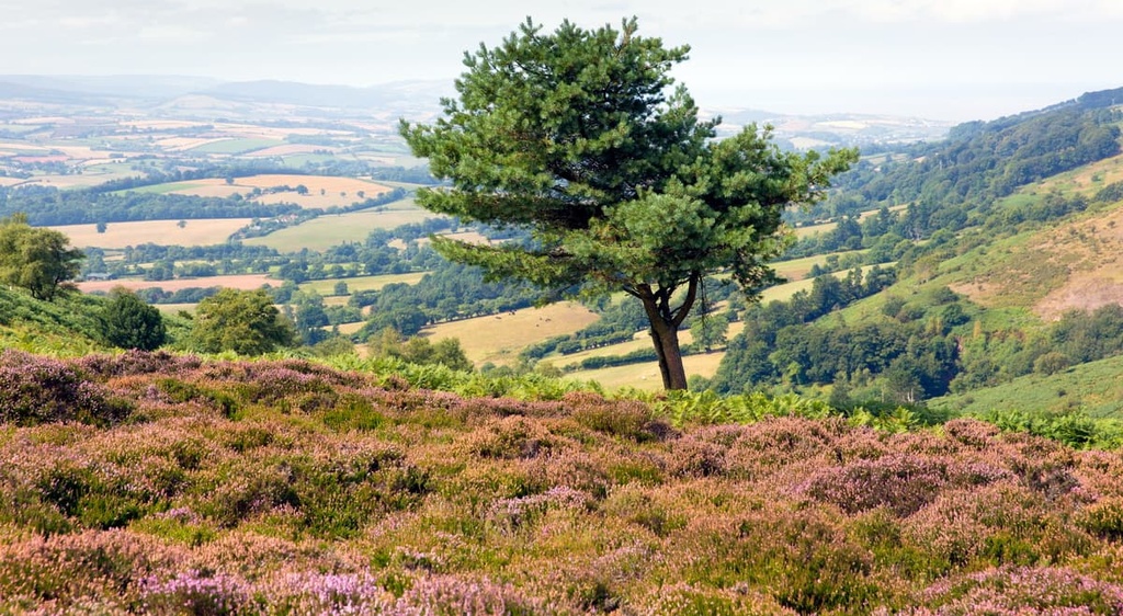 Quantock Hills Area, England