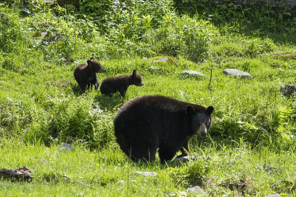 black bears, Quebec, Canada