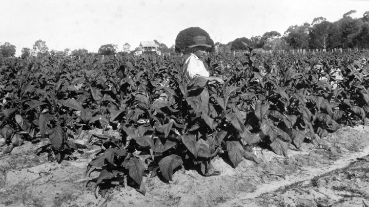 A tobacco farm in the 1930s. Queensland