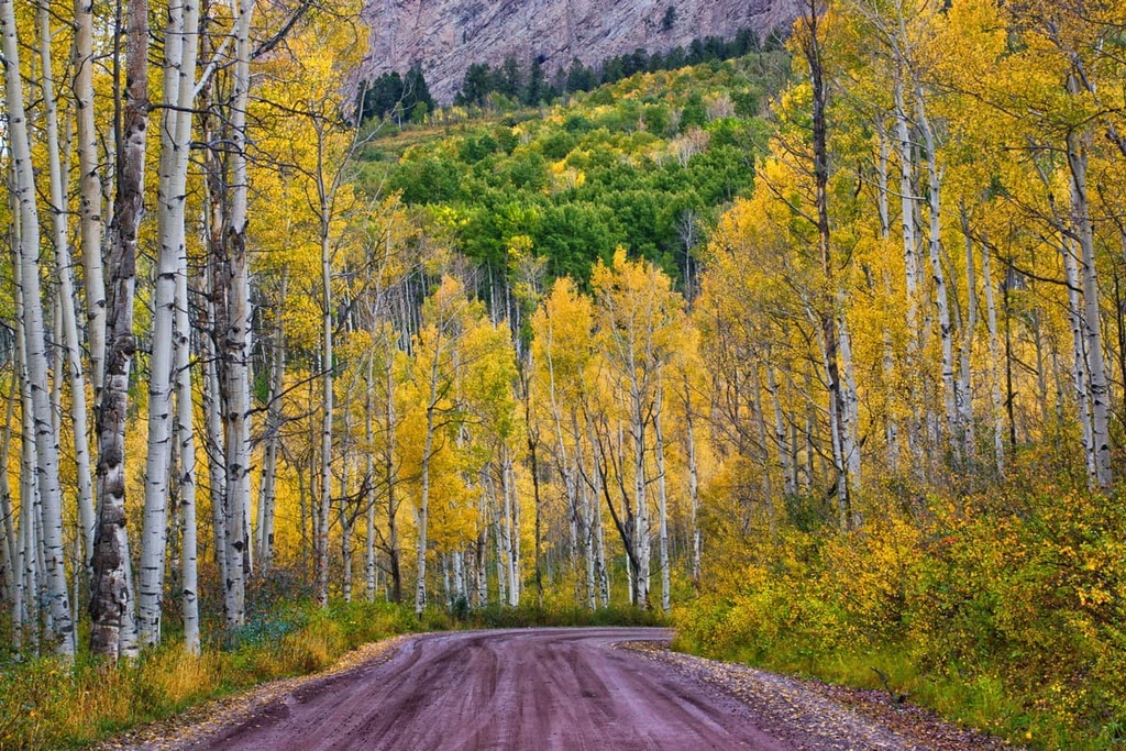 Forest, Raggeds Wilderness, Colorado