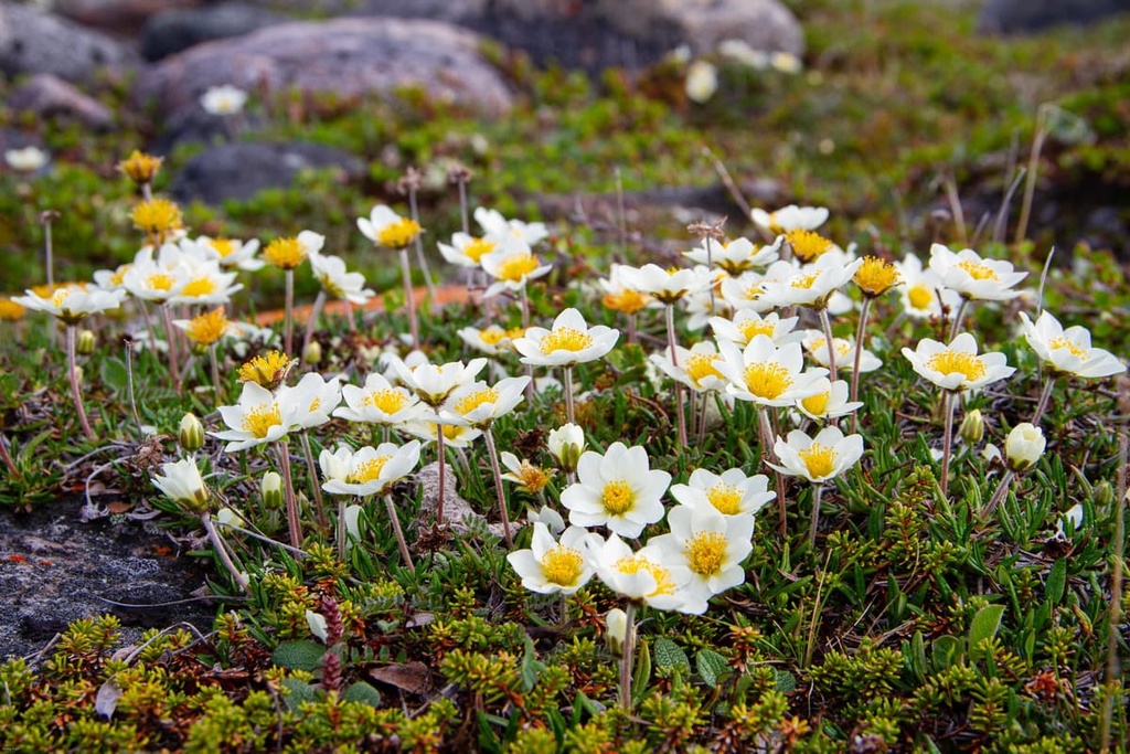 Brooks Peninsula, Refugium Range, Canada