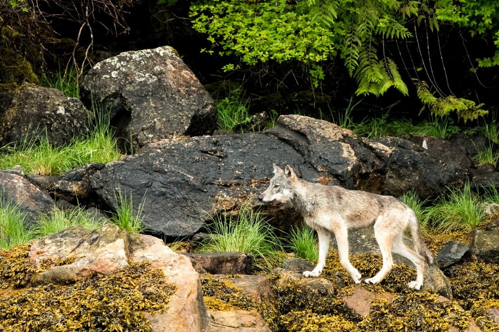 Brooks Peninsula, Refugium Range, Canada