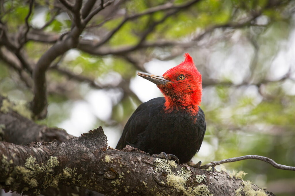 Magellanic woodpecker, Region de Los Rios, Chile