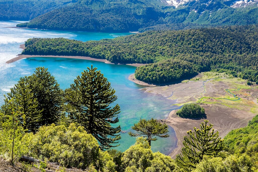 Araucaria forest in Conguillio National Park, Chile