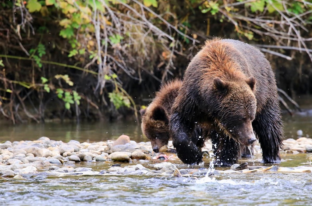 Bears, Regional District of Bulkley-Nechako, British Columbia