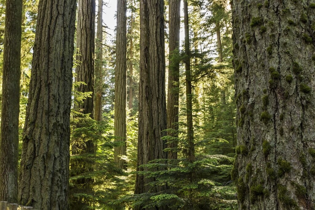 Douglas Fir, Regional District of Kootenay Boundary