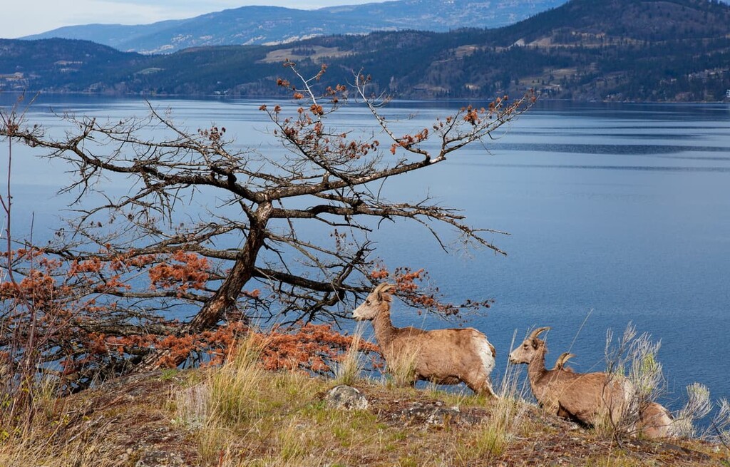 Rocky Mountain Goats, Regional District of Kootenay Boundary