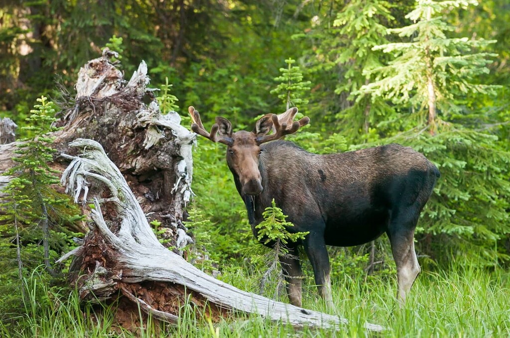 mooser, Regional District of Kootenay Boundary