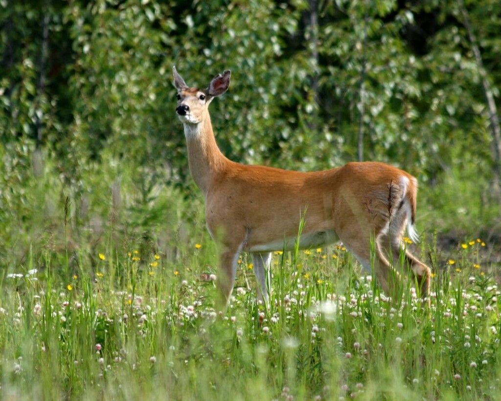 white-tail deer, Regional District of Kootenay Boundary