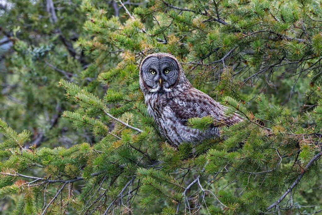 Great grey owl, Regional District of North Okanagan