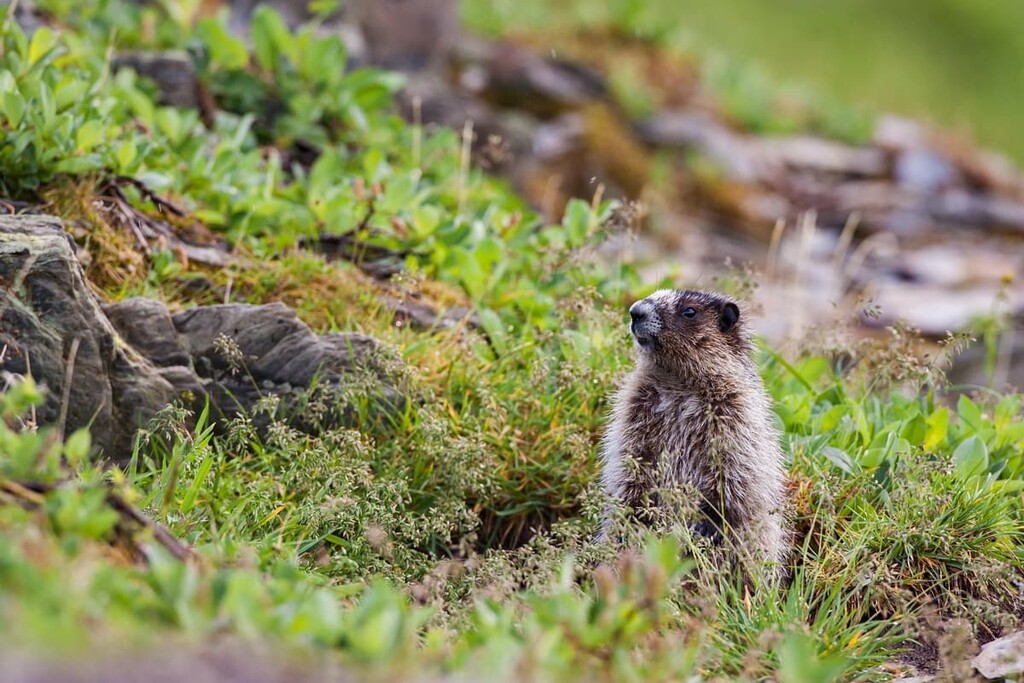 marmot, Regional District of North Okanagan