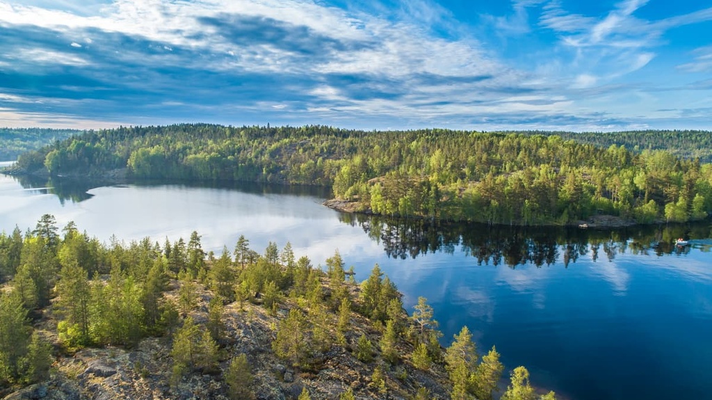 Forest,  Ladoga lake, Republic of Karelia, Russia