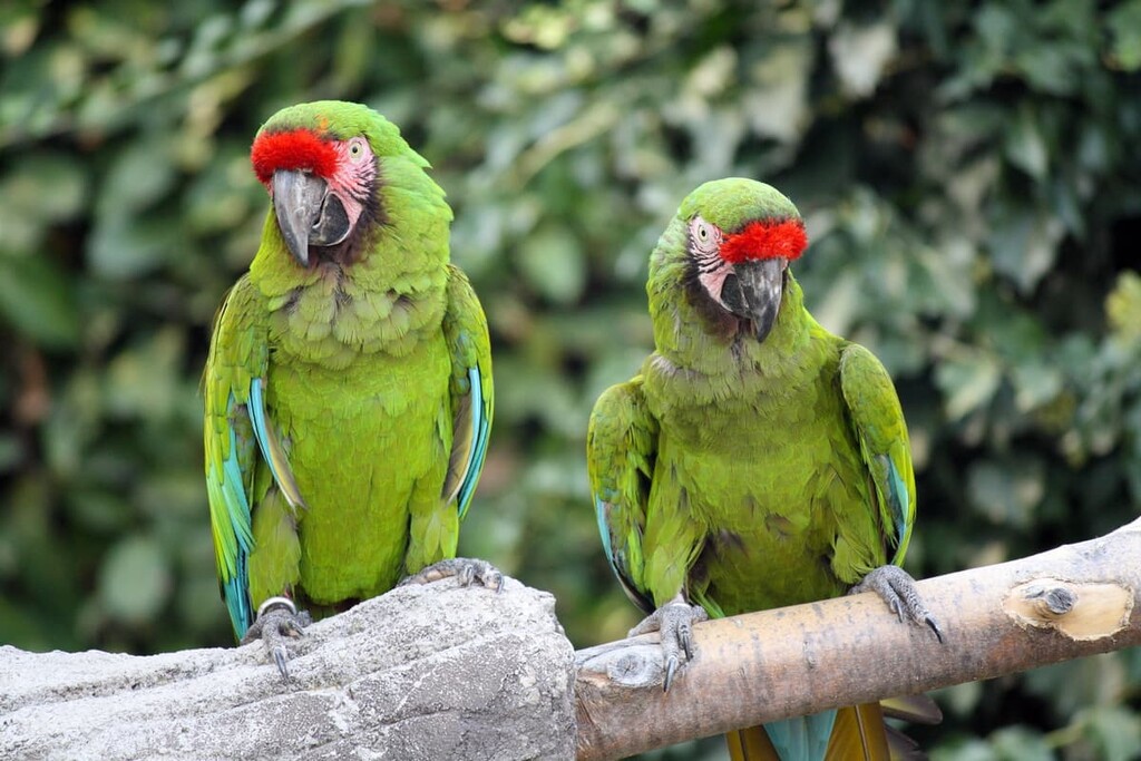 Reserva de la Biosfera Sierra de Huautla, Mexico