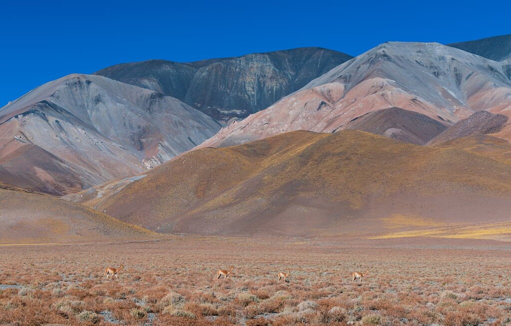Reserva Natural Provincial Laguna Blanca, Argentina
