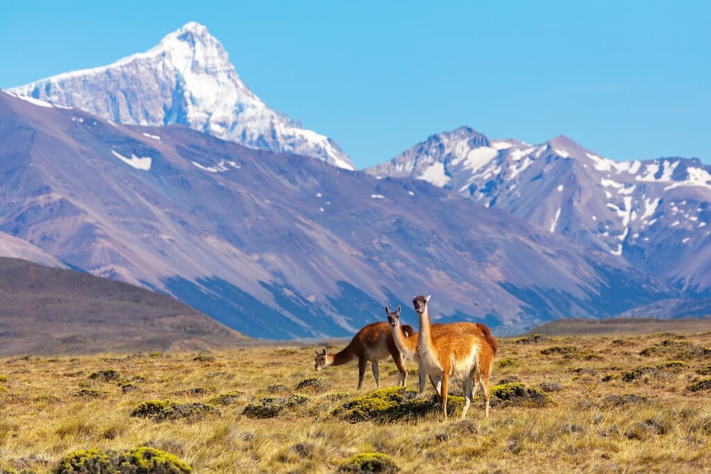 Wild guanacos, Reserva Provincial San Lorenzo, Argentina