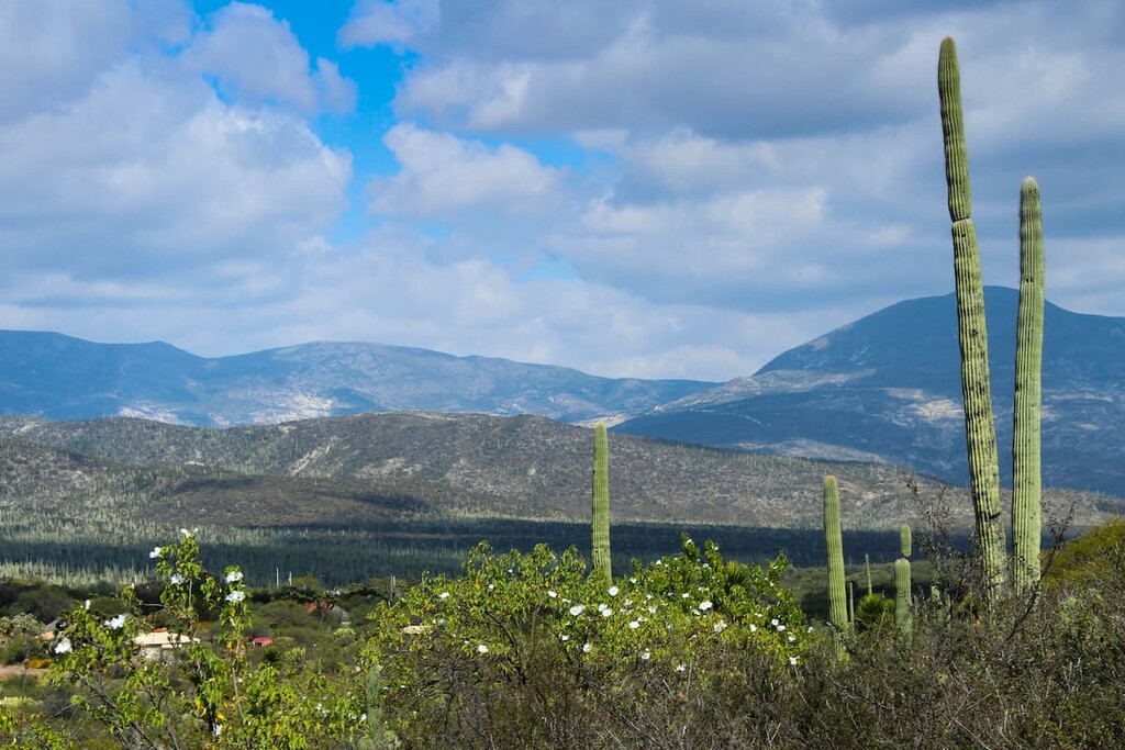 San Juan Raya, Reserva de la Biosfera Tehuacan-Cuicatlan