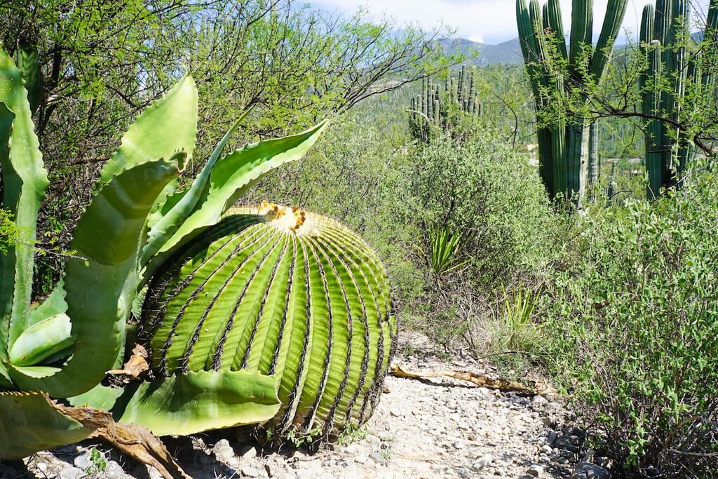 San Juan Raya, Reserva de la Biosfera Tehuacan-Cuicatlan