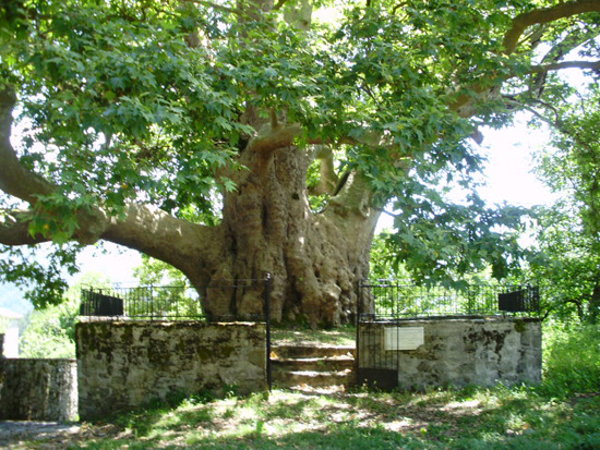 An ancient and historic Plane tree sits above the old stone fountain in Iliochori.