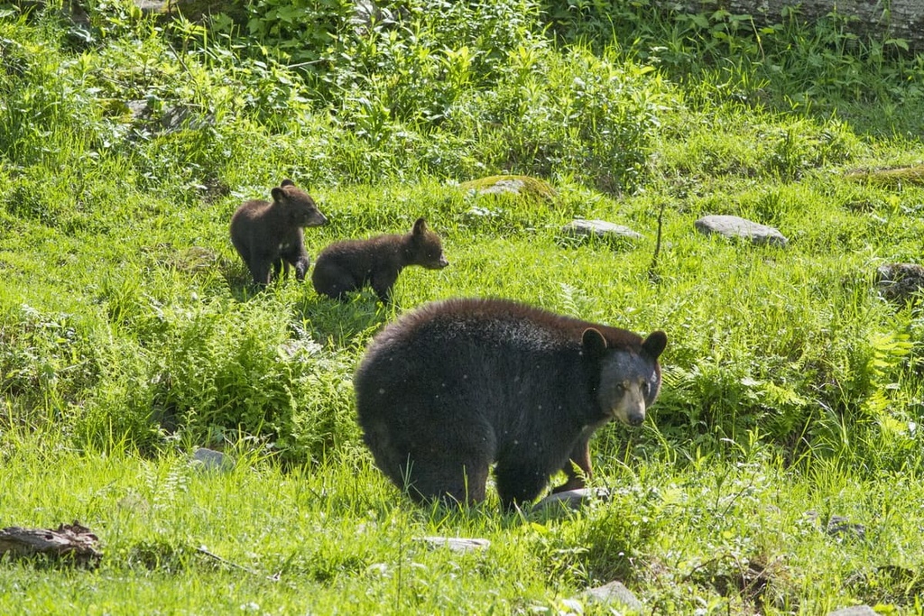 Réserve faunique des Laurentides, Quebec