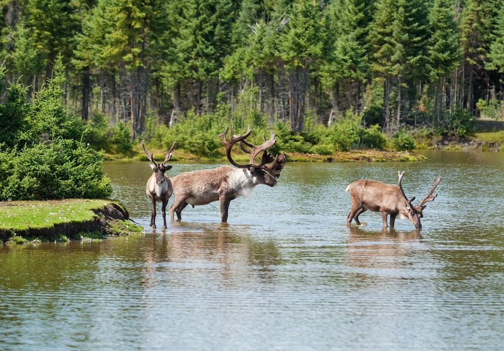 Réserve faunique des Laurentides, Quebec
