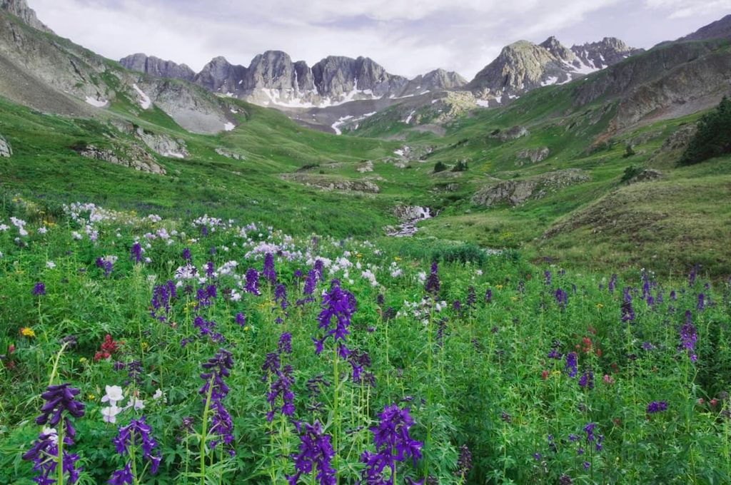 Aquilegia coerulea, Ouray, San Juan Mountains, Weminuche wilderness, Rio Grande National Forest, Colorado