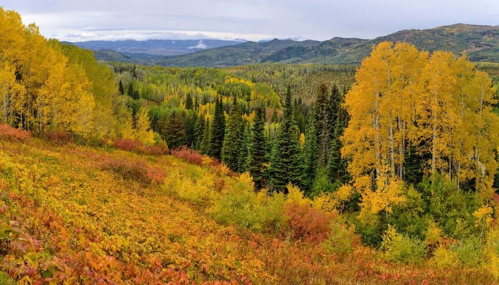 Steamboat Springs, Routt National Forest, Colorado