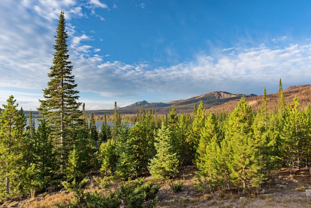 fir, Parkview Mountain, Routt National Forest, Colorado