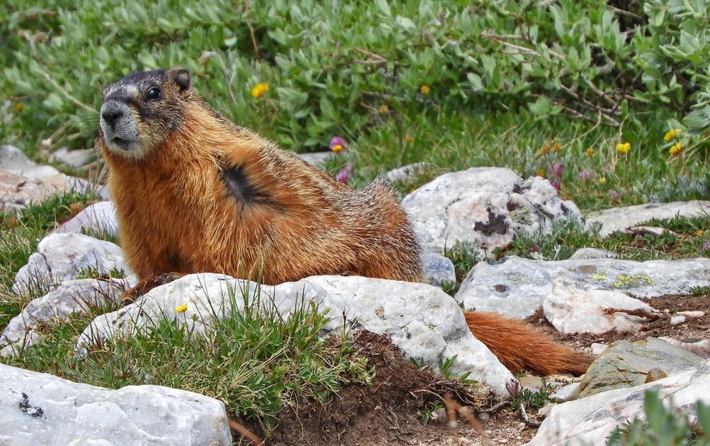 marmots, Parkview Mountain, Routt National Forest, Colorado