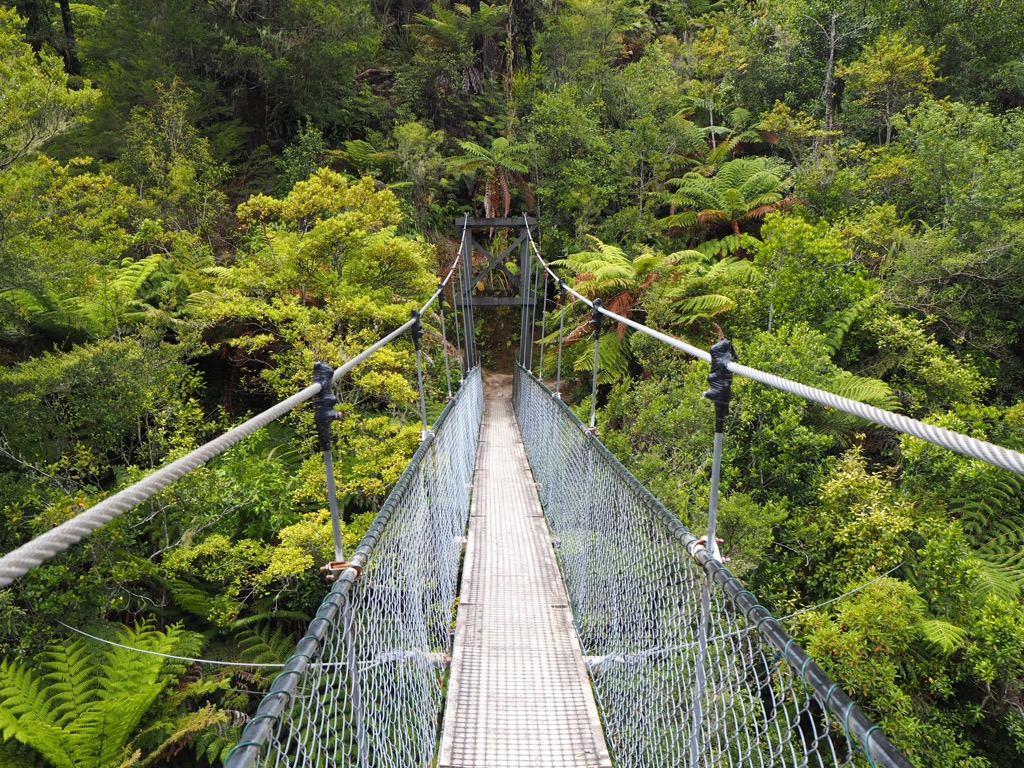 Regrowth forest, Abel Tasman National Park