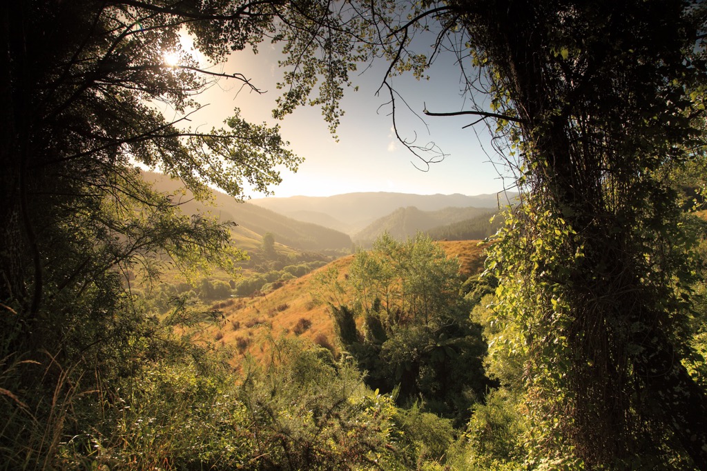 Regrowth forest, Abel Tasman National Park