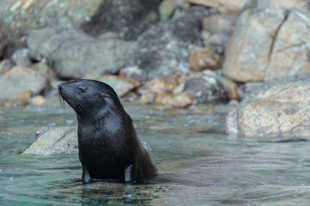 Regrowth forest, Abel Tasman National Park