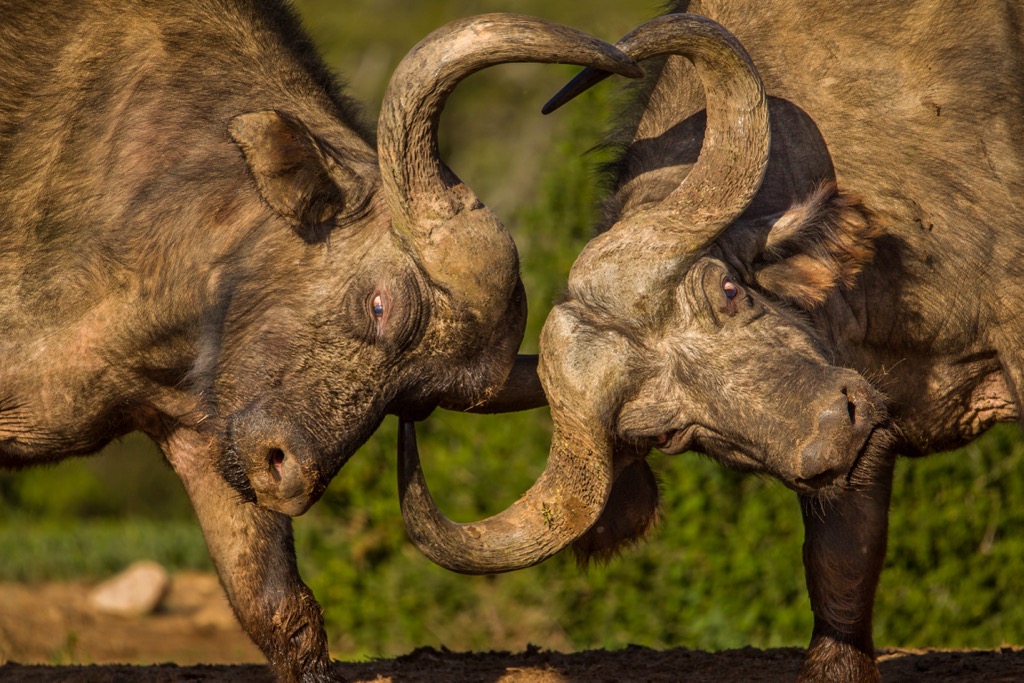 South Africa, Addo Elephant National Park. African Buffalo