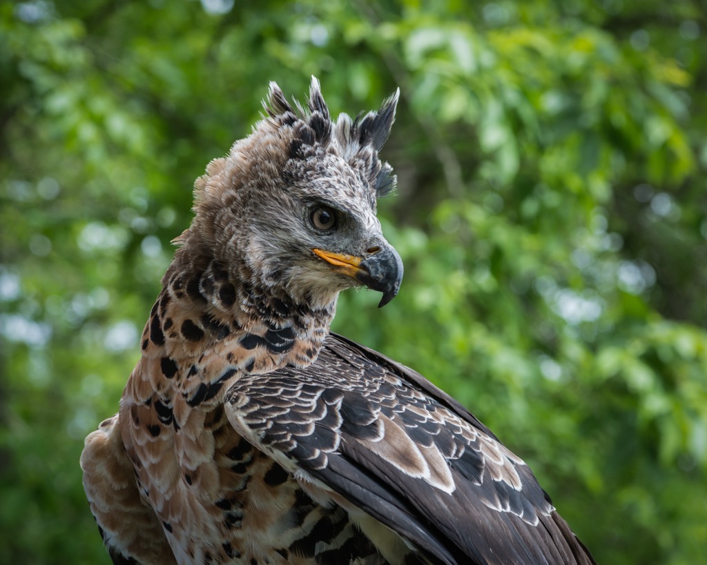 South Africa, Addo Elephant National Park, African crowned eagle