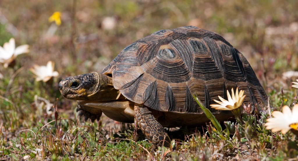 South Africa, Addo Elephant National Park, Angulate tortoise