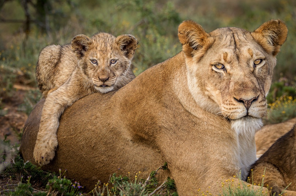 South Africa, Addo Elephant National Park. Lions