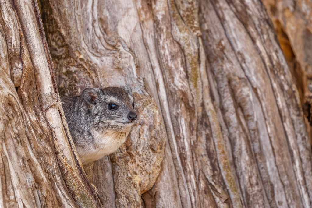South Africa, Addo Elephant National Park, Tree Dassie