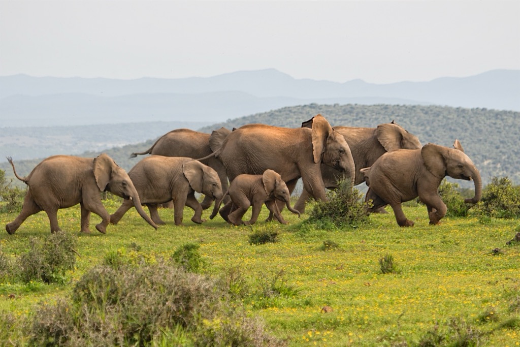 South Africa, Elephants amidst the hills at Addo Elephant National Park