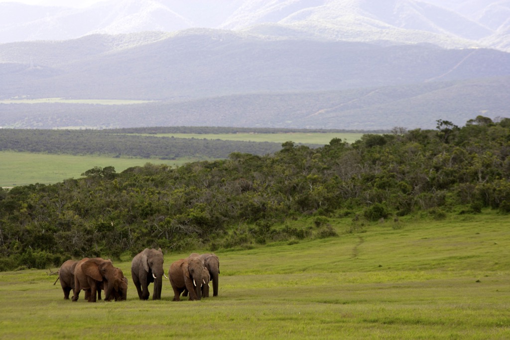 South Africa, Addo Elephant National Park, A small troop of elephants beneath the Zuurberg Mountains