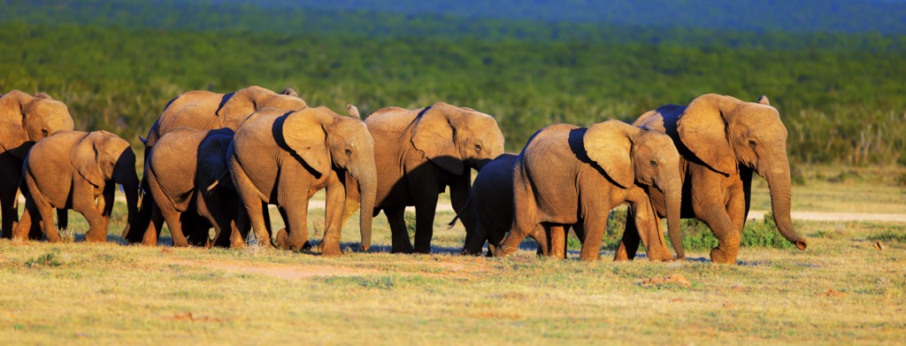 South Africa, Addo Elephant National Park