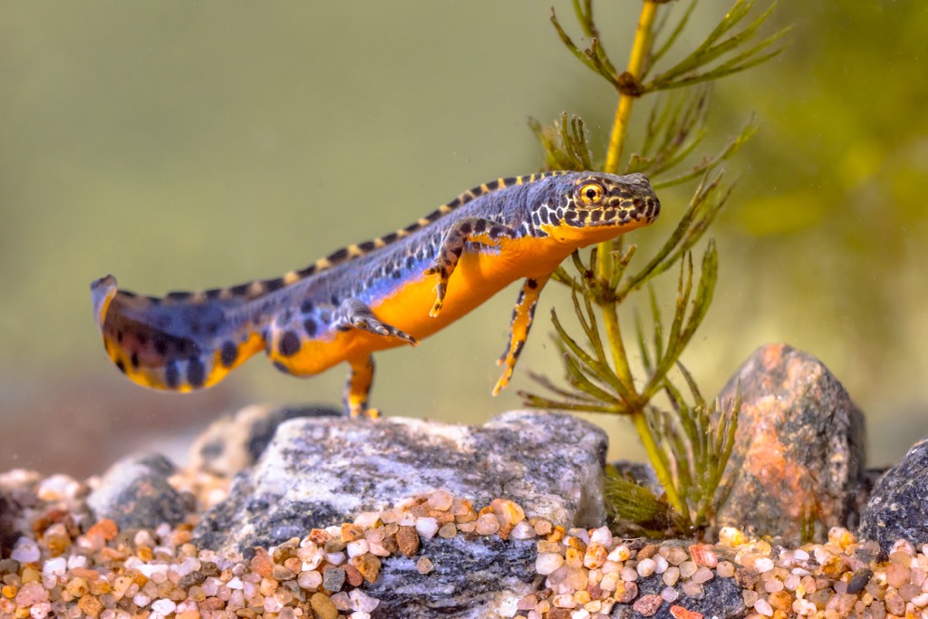 Alpine newts are among the most vibrant amphibians in the Adula Alps. Adula Alps