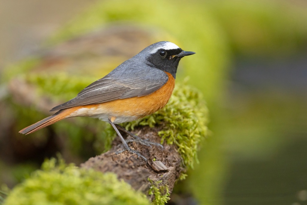 Redstarts inhabit the Adula Alps’ forests and valleys. Adula Alps