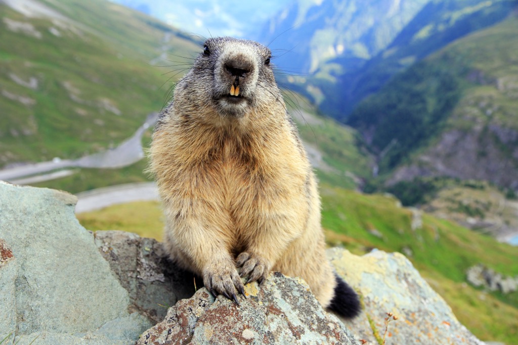 Marmots are one of the most common mammals in the Adula Alps. Adula Alps